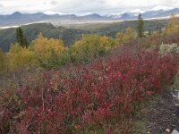 N, Innlandet, Sel, Mysuseter 96, Saxifraga-Willem van Kruijsbergen