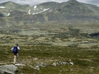 N, Innlandet, Sel, Peer Gynt Hytta 11, Saxifraga-Jan van der Straaten