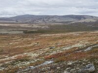 N, Innlandet, Sel, Peer Gynt Hytta 116, Saxifraga-Willem van Kruijsbergen