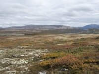 N, Innlandet, Sel, Peer Gynt Hytta 117, Saxifraga-Willem van Kruijsbergen