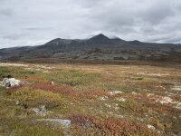 N, Innlandet, Sel, Peer Gynt Hytta 118, Saxifraga-Willem van Kruijsbergen