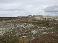 N, Innlandet, Sel, Peer Gynt Hytta 121, Saxifraga-Willem van Kruijsbergen