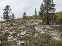 N, Innlandet, Sel, Peer Gynt Hytta 128, Saxifraga-Willem van Kruijsbergen