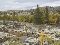 N, Innlandet, Sel, Peer Gynt Hytta 131, Saxifraga-Willem van Kruijsbergen