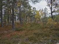 N, Innlandet, Sel, Peer Gynt Hytta 136, Saxifraga-Willem van Kruijsbergen