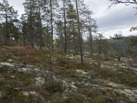 N, Innlandet, Sel, Peer Gynt Hytta 137, Saxifraga-Willem van Kruijsbergen