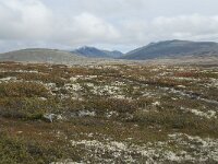 N, Innlandet, Sel, Peer Gynt Hytta 147, Saxifraga-Annemiek Bouwman