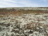 N, Innlandet, Sel, Peer Gynt Hytta 151, Saxifraga-Annemiek Bouwman