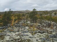 N, Innlandet, Sel, Peer Gynt Hytta 164, Saxifraga-Annemiek Bouwman