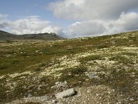 N, Innlandet, Sel, Peer Gynt Hytta 32, Saxifraga-Willem van Kruijsbergen