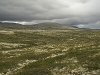 N, Innlandet, Sel, Peer Gynt Hytta 33, Saxifraga-Willem van Kruijsbergen