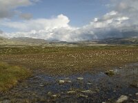N, Innlandet, Sel, Peer Gynt Hytta 49, Saxifraga-Willem van Kruijsbergen