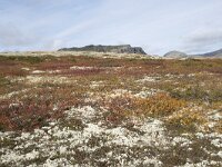 N, Innlandet, Sel, Peer Gynt Hytta 73, Saxifraga-Willem van Kruijsbergen