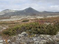 N, Innlandet, Sel, Peer Gynt Hytta 84, Saxifraga-Willem van Kruijsbergen