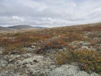 N, Innlandet, Sel, Peer Gynt Hytta 86, Saxifraga-Willem van Kruijsbergen