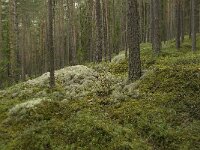 N, Innlandet, Sel, Sjoa 1, Saxifraga-Willem van Kruijsbergen