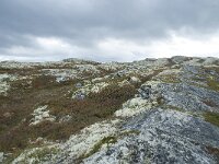 N, Innlandet, Sel, Smaahaarrtjonne 21, Saxifraga-Annemiek Bouwman