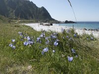 N, Nordland, Andoy, Bleik 4, Saxifraga-Willem van Kruijsbergen