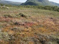 N, Nordland, Andoy, Bleikmorenen 14, Saxifraga-Willem van Kruijsbergen