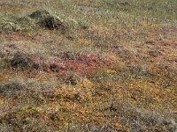 N, Nordland, Andoy, Bleikmorenen 15, Saxifraga-Willem van Kruijsbergen