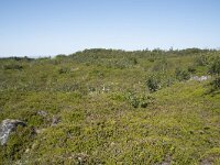 N, Nordland, Andoy, Bleikmorenen 8, Saxifraga-Willem van Kruijsbergen