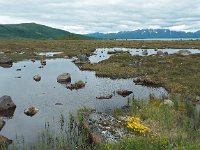 N, Nordland, Andoy, Forfjord 1, Saxifraga-Hans Dekker