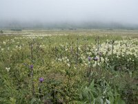 N, Nordland, Andoy, Noss 10, Saxifraga-Willem van Kruijsbergen