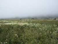 N, Nordland, Andoy, Noss 11, Saxifraga-Willem van Kruijsbergen