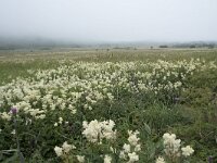 N, Nordland, Andoy, Noss 12, Saxifraga-Willem van Kruijsbergen