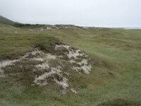 N, Nordland, Andoy, Sandhaugan 10, Saxifraga-Willem van Kruijsbergen