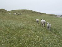 N, Nordland, Andoy, Sandhaugan 13, Saxifraga-Willem van Kruijsbergen