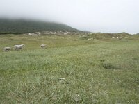 N, Nordland, Andoy, Sandhaugan 14, Saxifraga-Willem van Kruijsbergen