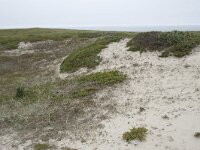 N, Nordland, Andoy, Sandhaugan 8, Saxifraga-Willem van Kruijsbergen