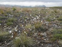 N, Nordland, Andoy, Skarstein 1, Saxifraga-Willem van Kruijsbergen