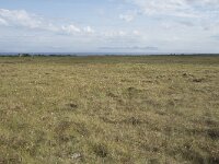 N, Nordland, Andoy, Skarstein 13, Saxifraga-Willem van Kruijsbergen