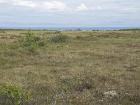 N, Nordland, Andoy, Skarstein 17, Saxifraga-Willem van Kruijsbergen