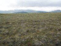 N, Nordland, Andoy, Skarstein 3, Saxifraga-Willem van Kruijsbergen