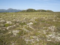 N, Nordland, Oksnes, Gisloya 12, Saxifraga-Willem van Kruijsbergen