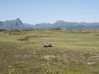 N, Nordland, Oksnes, Gisloya 17, Saxifraga-Willem van Kruijsbergen
