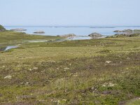 N, Nordland, Oksnes, Gisloya 18, Saxifraga-Willem van Kruijsbergen
