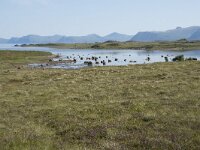 N, Nordland, Oksnes, Gisloya 2, Saxifraga-Willem van Kruijsbergen