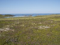 N, Nordland, Oksnes, Gisloya 46, Saxifraga-Willem van Kruijsbergen
