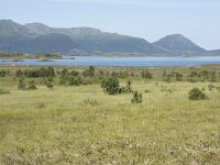 N, Nordland, Oksnes, Gisloya 9, Saxifraga-Willem van Kruijsbergen