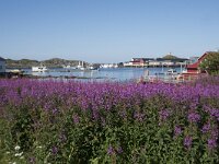 N, Nordland, Oksnes, Sto 5, Saxifraga-Willem van Kruijsbergen