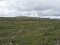 N, Nordland, Rana, Storforshei 14, Saxifraga-Willem van Kruijsbergen