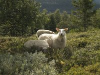 N, Oppland, Dovre 2, Saxifraga-Willem van Kruijsbergen