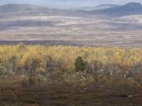 N, Oppland, Dovre, Fokstumyra 101, Saxifraga-Willem van Kruijsbergen