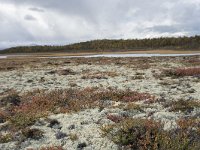 N, Oppland, Dovre, Fokstumyra 103, Saxifraga-Willem van Kruijsbergen