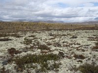 N, Oppland, Dovre, Fokstumyra 104, Saxifraga-Willem van Kruijsbergen