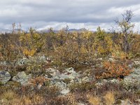 N, Oppland, Dovre, Fokstumyra 107, Saxifraga-Willem van Kruijsbergen